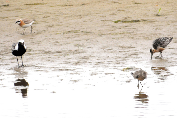 Red Knot