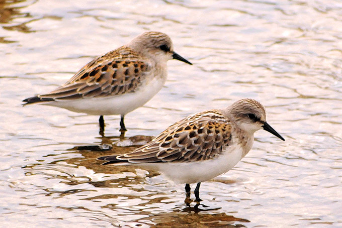 Red-necked Stint