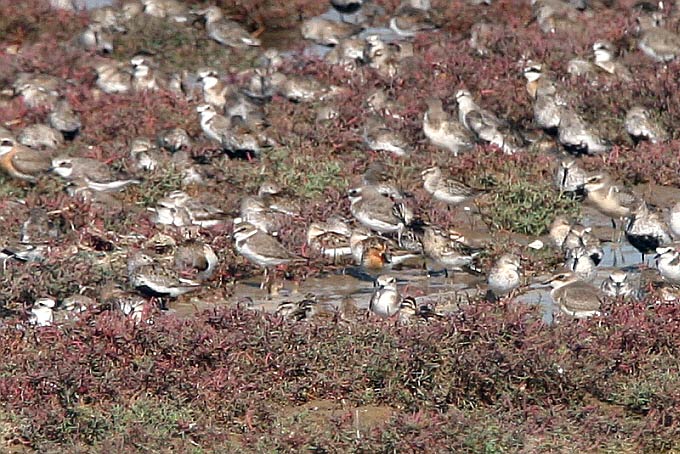 Spoon-billed Sandpiper