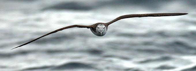 Streaked Shearwater