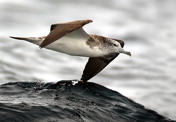 Streaked Shearwater