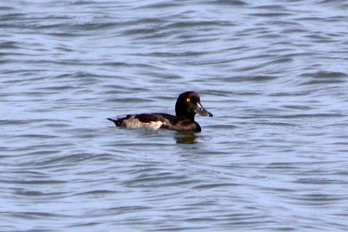 Tufted Duck