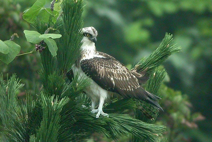 Western Osprey
