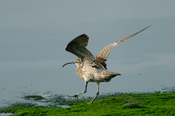 Whimbrel