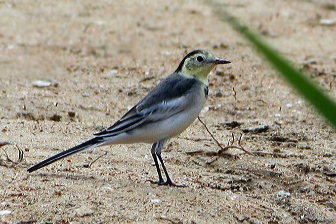 White Wagtail