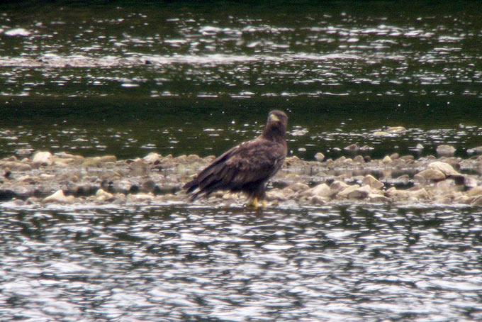 White-tailed Eagle