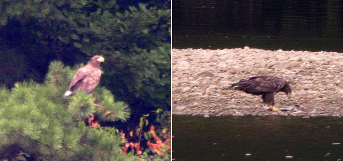 White-tailed Eagle