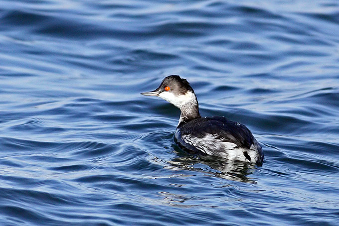 Black-necked Grebe