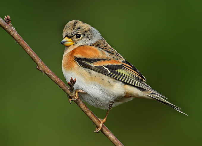 Brambling