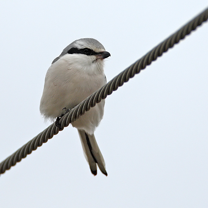 Chinese Grey Shrike