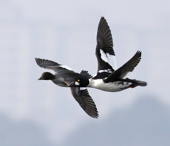 Common Goldeneye