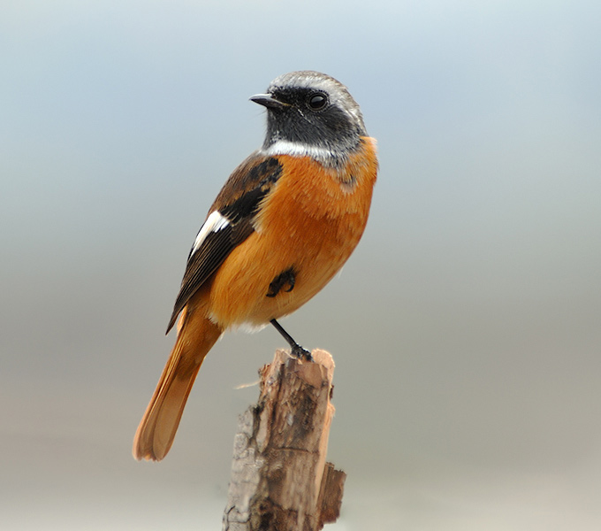 Daurian Redstart