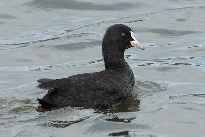 Eurasian Coot