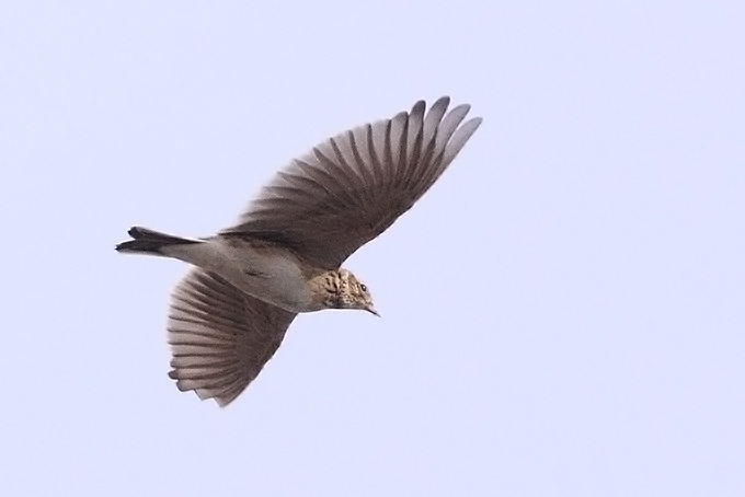 Eurasian Skylark