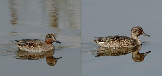 Eurasian Teal