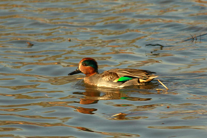 Eurasian Teal