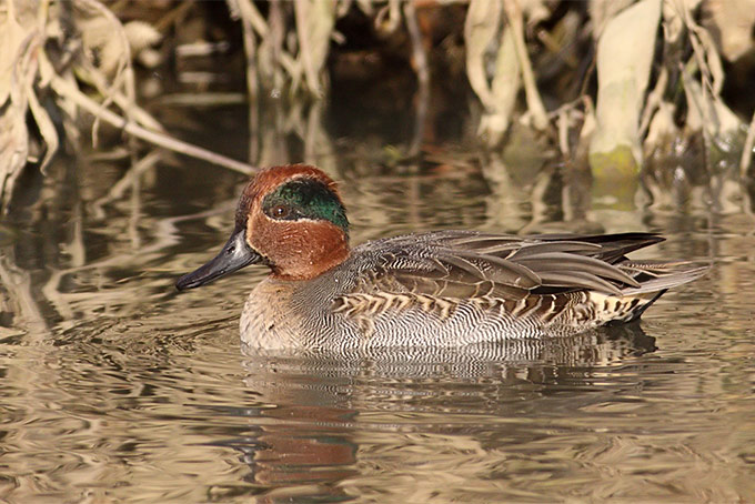 Eurasian Teal