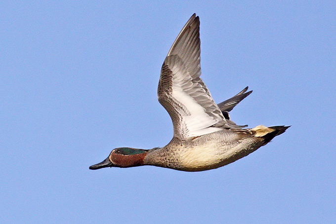 Eurasian Teal