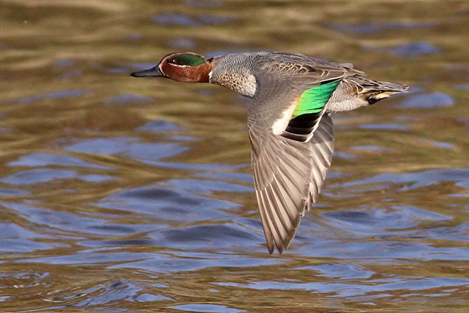 Eurasian Teal