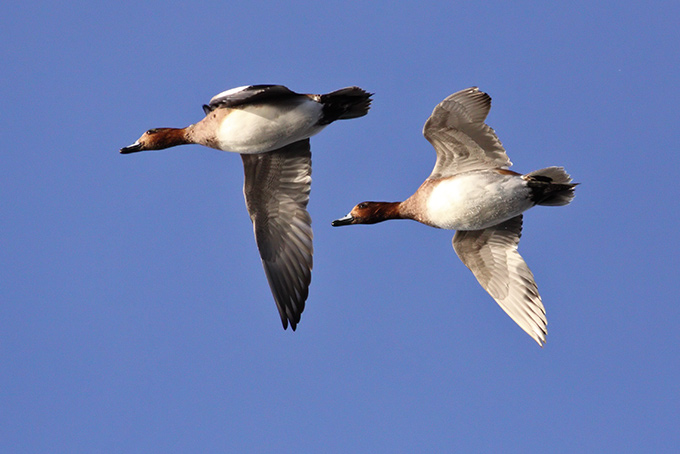 Eurasian Wigeon