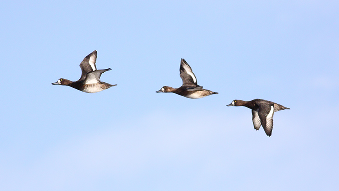 Greater Scaup