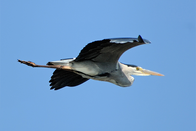 Grey Heron