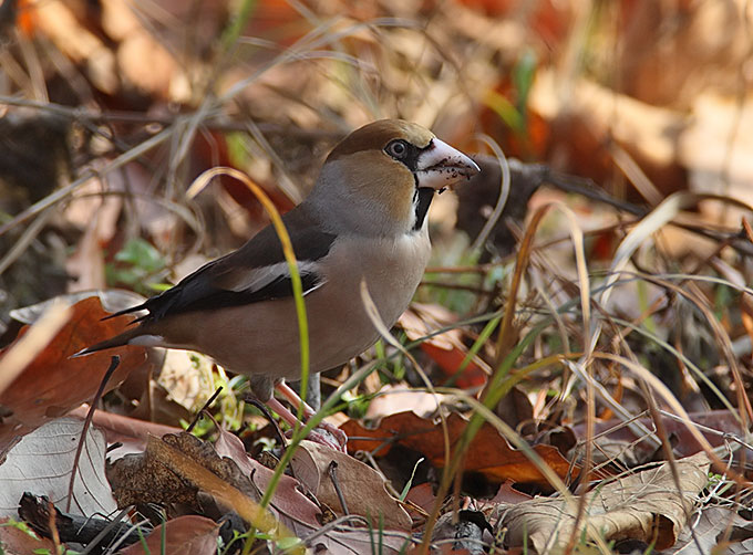 Hawfinch
