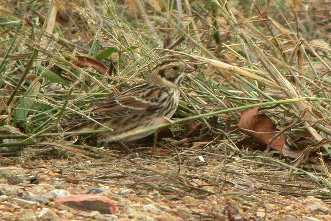 Lapland Longspur