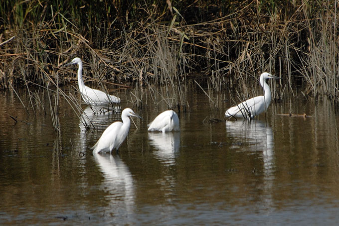 Little Egret