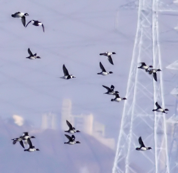 Long-tailed Duck
