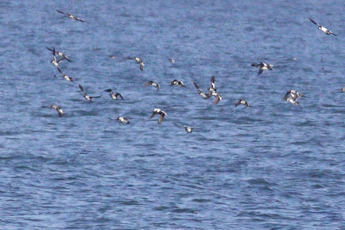 Long-tailed Duck