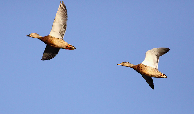 Mallard