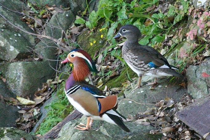 Mandarin Duck