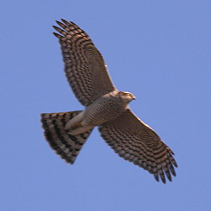 Northern Goshawk