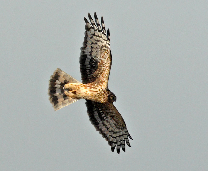 Northern Harrier