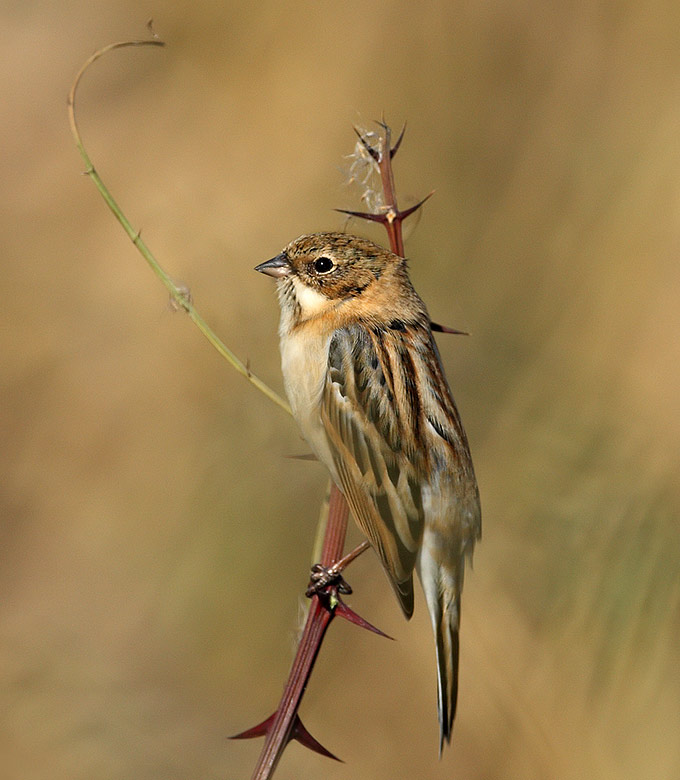 Pallas's Reed Bunting