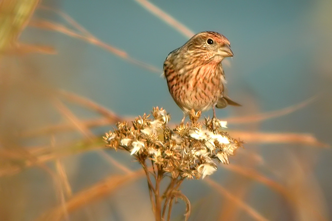 Pallas's Rosefinch
