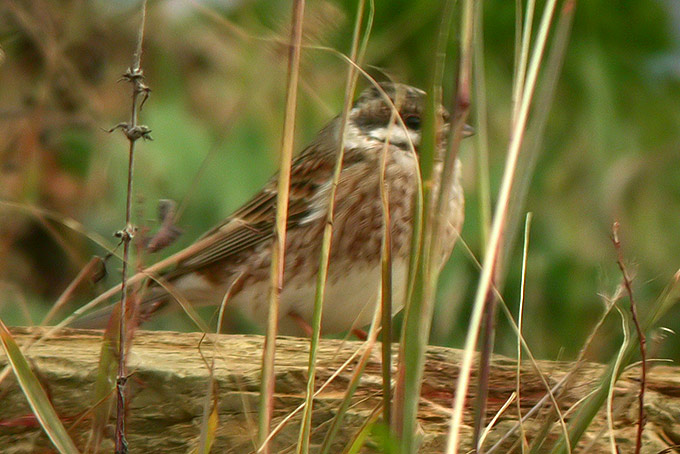 Pine Bunting