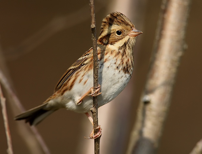 Rustic Bunting
