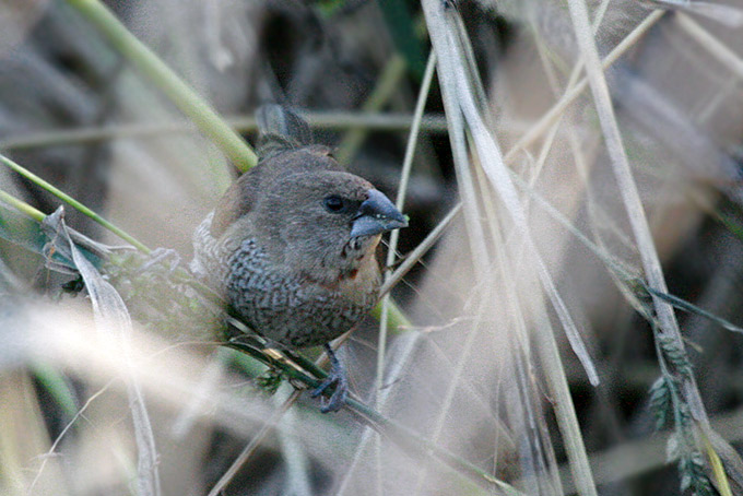 Scaly-breasted Munia
