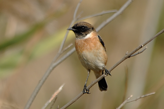 Siberian Stonechat