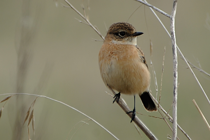 Siberian Stonechat