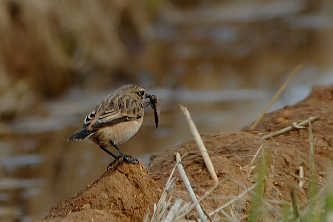 Siberian Stonechat