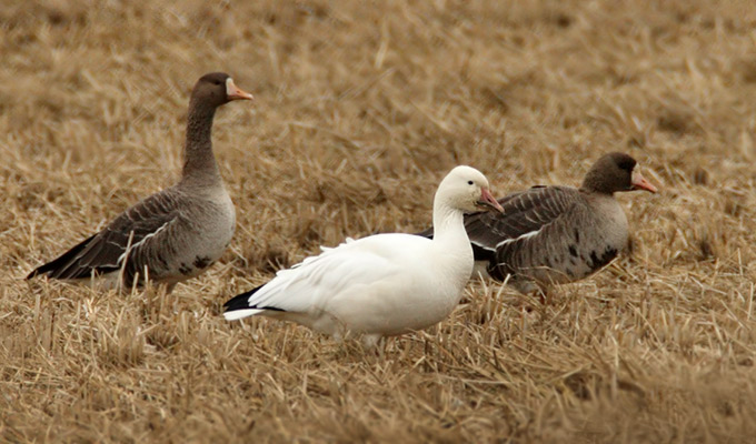 Snow Goose