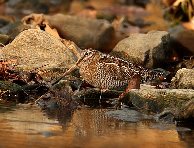 Solitary Snipe