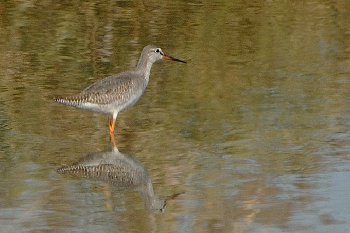 Spotted Redshank