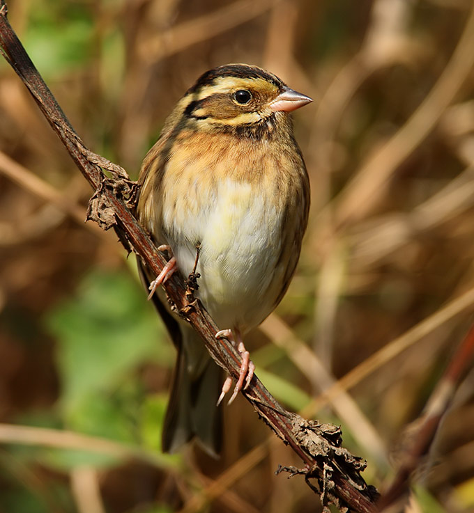 Tristram's Bunting