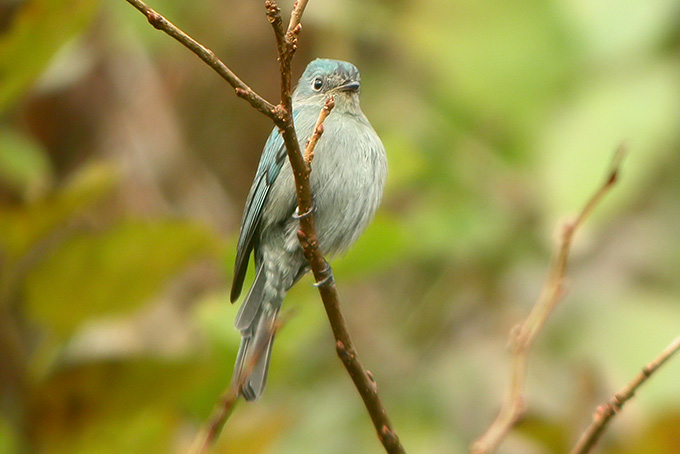 Verditer Flycatcher