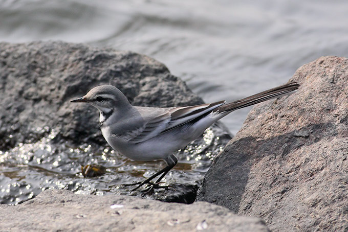 White Wagtail