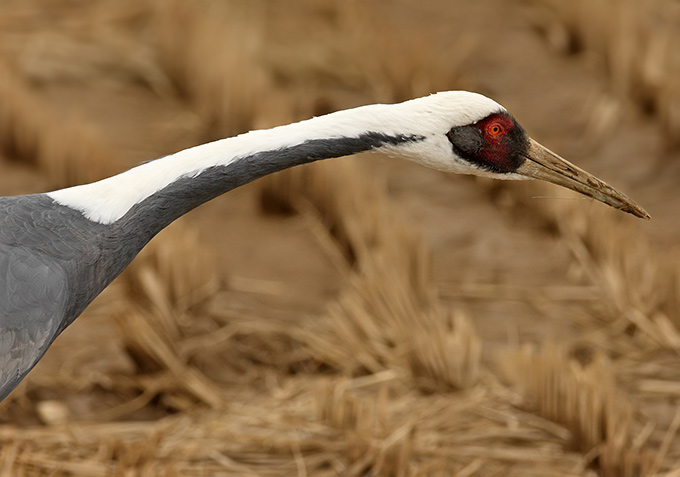White-naped Crane